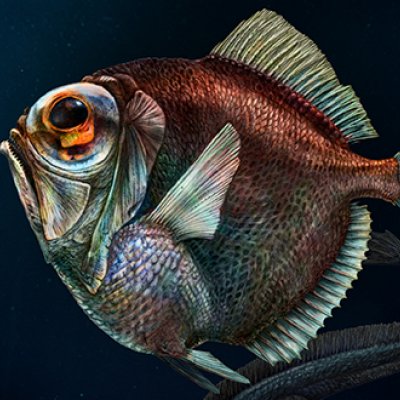 One deep-sea fish with enhanced vision: silver spinyfin (Diretmus argenteus)